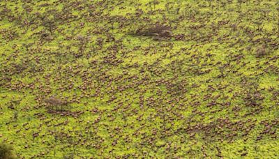 The ‘world’s largest mammal migration’ happens here every year. War means no one knows about it