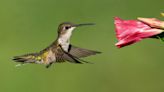 This Tropical Vine Will Have Hummingbirds Racing to Your Yard