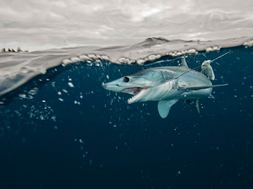 Les requins ont appris à suivre les bateaux de pêche plutôt que de chasser, et c’est une mauvaise nouvelle