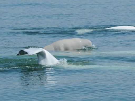 Baby belugas: Calves born in St. Lawrence this summer mean it's a critical boating safety period