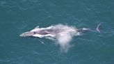 Japan To Start Hunting Fin Whales, The Second-Largest Animal On Earth