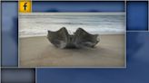 Part of Humpback whale skull washes ashore in Outer Banks