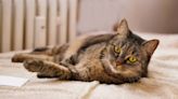 Cat Innocently Lies Down Next to a Rainbow and Reminds People of a Famous Internet Meme