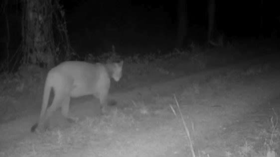 Florida panther caught on camera in Polk County