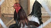 Two charged for cockfighting in Carter County, could face up to 10 years in prison
