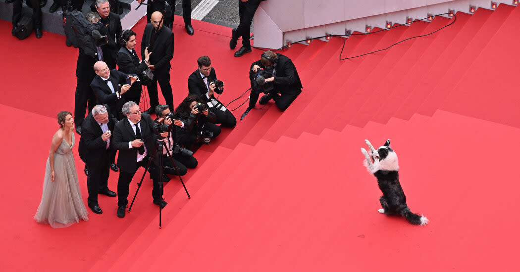 At Cannes, the Dogs Were Good Again This Year