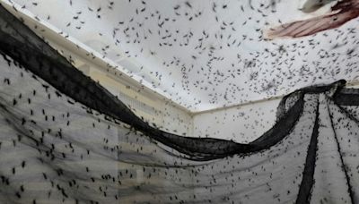 En Colombie, une usine à moustique pour lutter contre la dengue et la désinformation