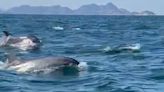 Mais de trinta golfinhos são filmados perto das Ilhas Cagarras, no Rio de Janeiro