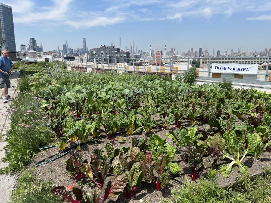 Queens’ Sky Farm LIC offers free produce to kids in need