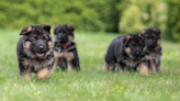 Stampede of German Shepherd Puppies Chasing Their Trainer Is Too Cute to Resist