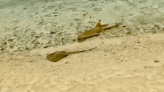 Viral Video: Sharks 'Mob Hunt' Surfer’s Mortal Enemy, the Stingray