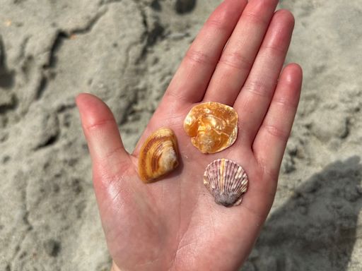 What I've learned about collecting seashells in the Cape Fear region | Madison Lipe