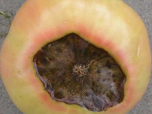 Water evenly to help combat blossom end rot on tomatoes