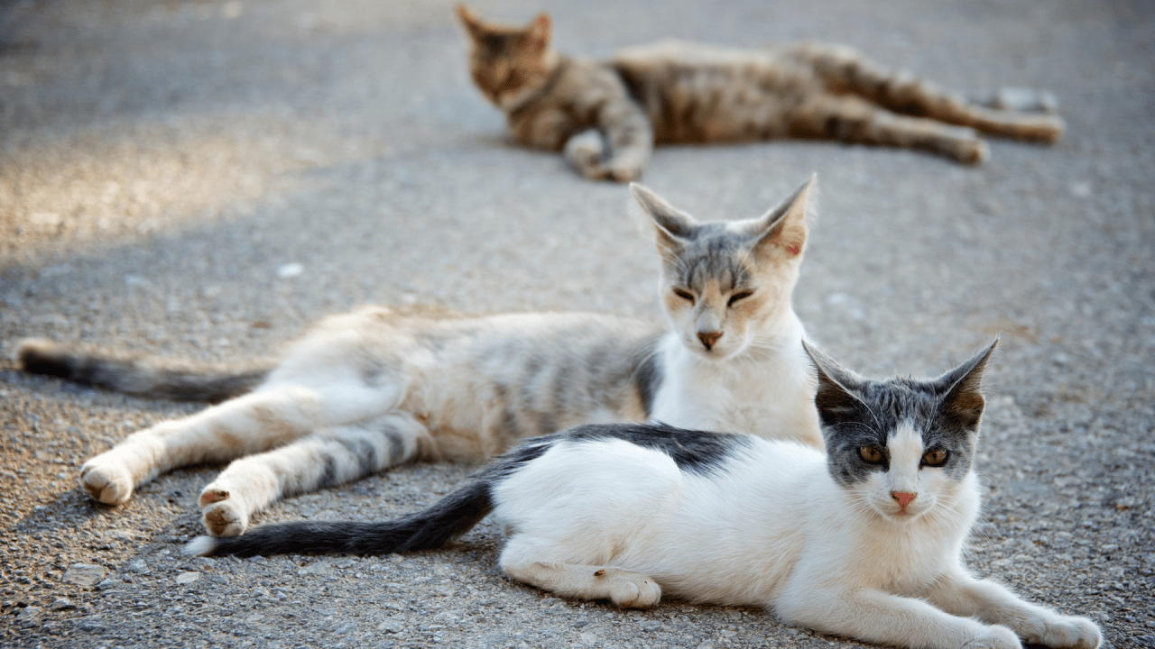 How many is too many? Local county worried about the population of cats