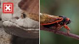 Cicadas don't boost copperhead snake activity, despite what multiple viral posts say