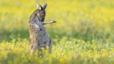 Estos son los ganadores de los premios Comedy Wildlife Photo 2023