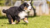 Bernese Mountain Dog Playing Gently With Her Grandpuppy Is Full of Pure Love