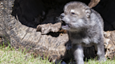 National Geographic's Video of Tiny Wolf Cubs Howling Is One to Put on Repeat