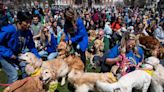 Hundreds of Golden Retrievers Gather to Honor and Celebrate Spencer, the Boston Marathon Dog