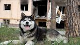 Husky Miraculously Rescued From Rubble 23 Days After the Turkey Earthquake