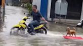 Perrito viaja en una tabla de surf jalada por una moto tras inundaciones | VIDEO