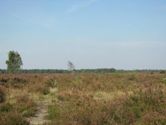 Lüneburg Heath