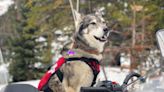 Remembering Zuma: Colorado's Most Famous Avalanche Rescue Dog
