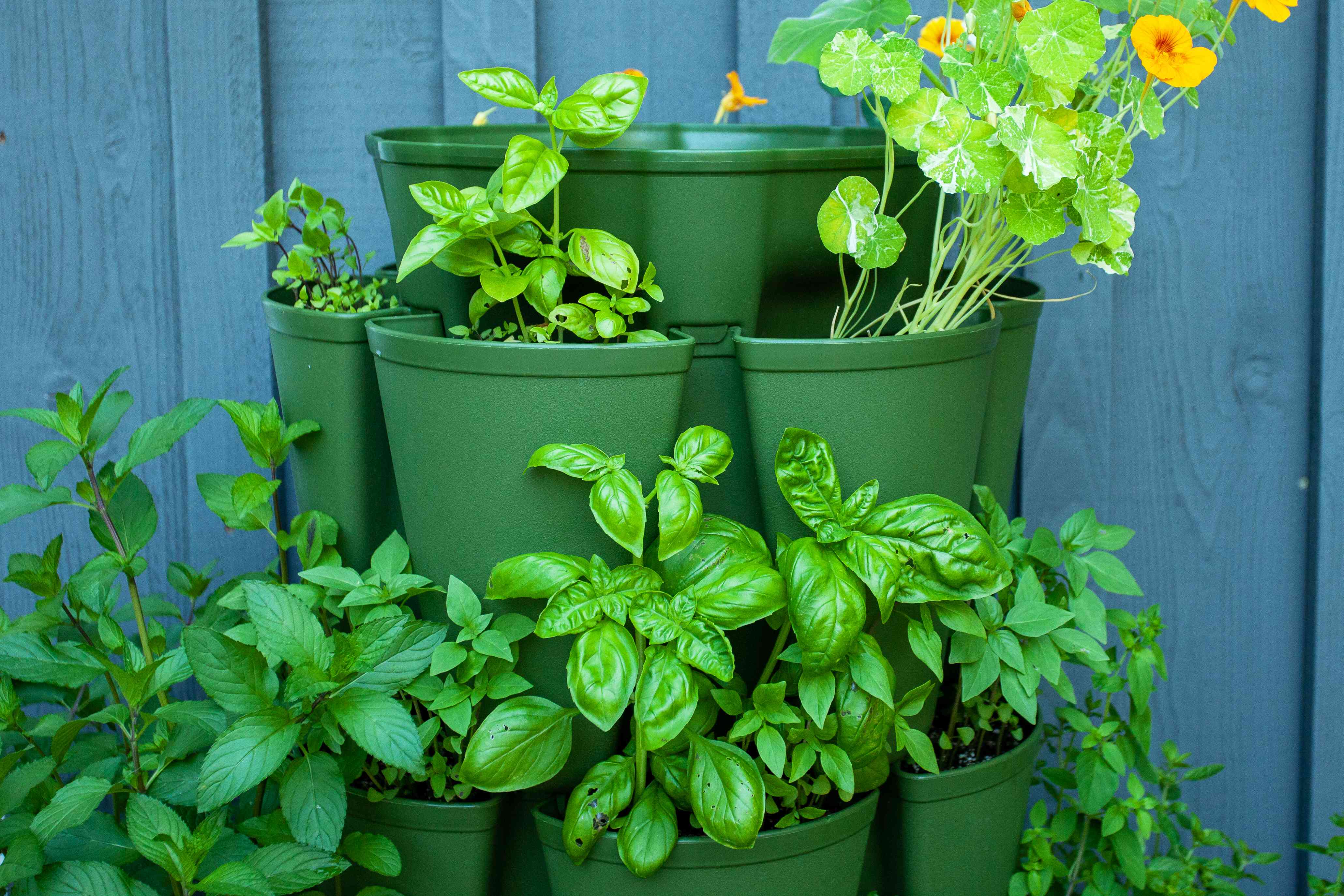 4 Herbs You Should Always Plant Side-By-Side