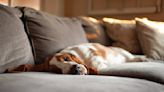 Has your dog had a stressful day? Trainer shares her top canine calming solutions