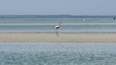 The Cape Cod flamingo may now be on Long Island, expert says
