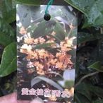 ╭☆東霖園藝☆╮香花植物 (黃金桂花)金桂 --阡插苗-可快速開花//一株120元