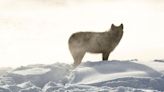 Yellowstone Wolves Caught On Camera Frolicking Amid Snowy Geysers