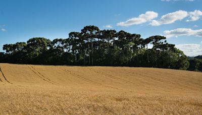 Inverno deve favorecer trigo e frutas de temporada | Agro Estadão