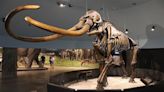 Un estudio del ADN de mamut nos cuenta cómo fue la vida de las últimas manadas de estos animales