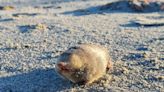 Golden mole that swims through sand is rediscovered in South Africa after 86 years