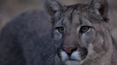 Sintió ruidos, se asomó y vio a un puma en el patio: aclaran que es algo común, qué hacer y qué no | Sociedad