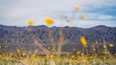 Tall flowers, dead shrubs, ephemeral lake: Death Valley has become a picture of climate whiplash