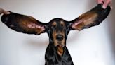 How to clean dogs' ears: Your guide to hygiene and administering medicine