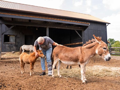 Mini farm animals are adorable. There's also a growing demand for them