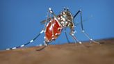 Cómo evitar el dengue en los Juegos Olímpicos de París ante la preocupación por la infección