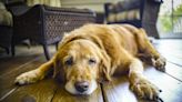 Senior golden retriever lets owner know when he needs help getting to bed