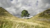 The Sycamore Gap: four other significant tree destructions from history