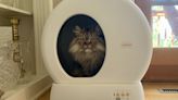 We Did the Dirty Work: These Are the Best Automatic Litter Boxes We Tested