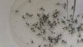 County to conduct aerial mosquito-fighting larvicide drop next week