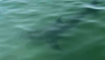 Crane Beach in Ipswich remains closed to swimming after great white shark sighting