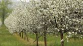 El Jerte de Asturias: la Comarca de la Sidra celebra la espectacular floración de los manzanos con visitas guiadas y talleres