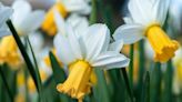 These are the best shorter daffodils to plant now for spring – according to RHS trials