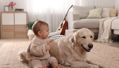 Baby’s Belly Laughs Over Golden Retriever Doing Zoomies Are Making Everybody Smile