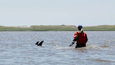 Up to 125 Atlantic white-sided dolphins stranded in Cape Cod waters