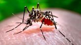 Delhi health minister to hold meeting with officials to chalk out anti-dengue action plan - CNBC TV18